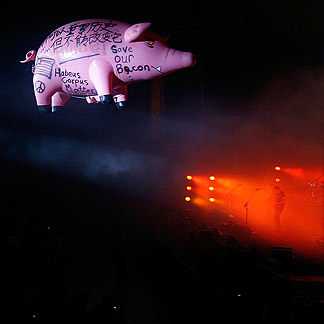 Sauvez notre bacon ! Le cochon lors d'un concert de Roger