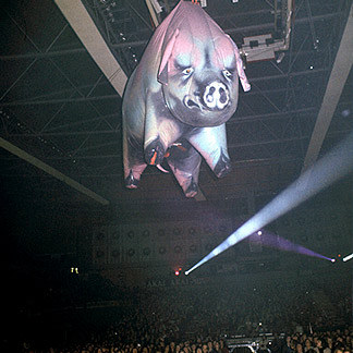 Le cochon lors de la tournée « In the Flesh » de Pink Floyd en 1977